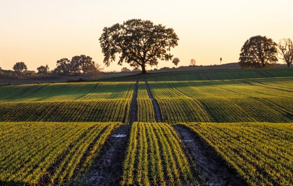 field