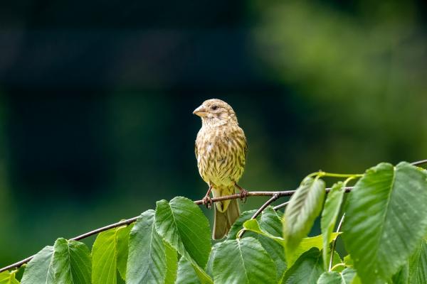 bird